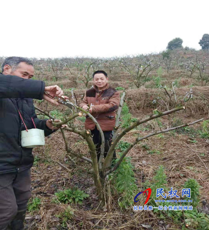 縣園藝站通過果樹高接換頭提升民權(quán)果品競爭力 縣園藝站通過果樹高接換頭提升民權(quán)果品競爭力