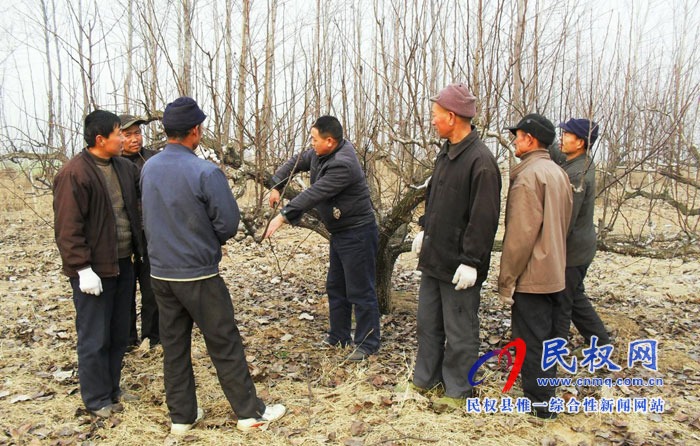 園藝站多措施預防果樹“倒春寒” 園藝站多措施預防果樹“倒春寒”