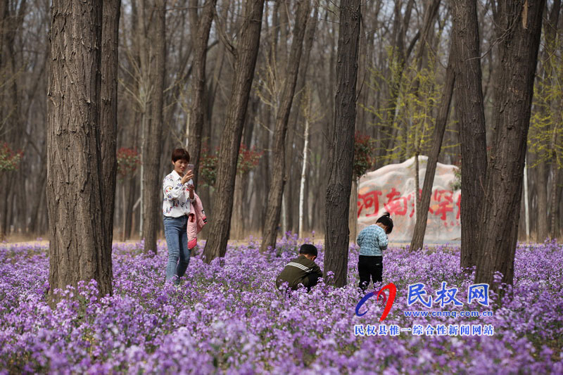 “網(wǎng)紅花?！币稳? title=
