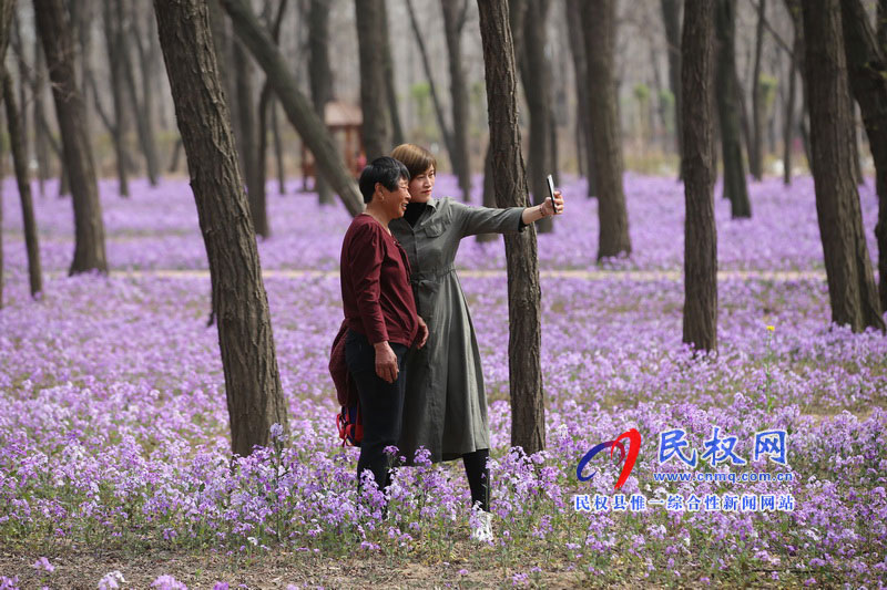“網(wǎng)紅花?！币稳? title=