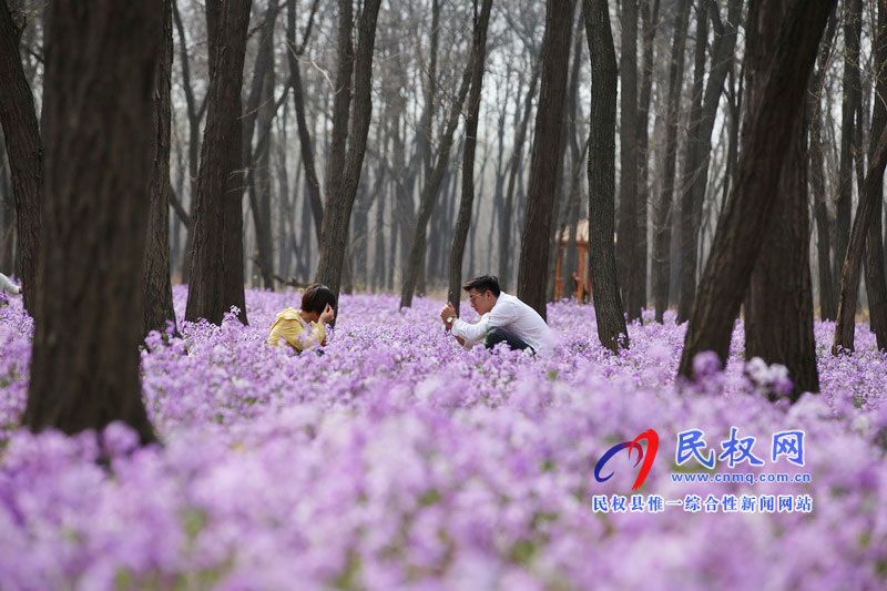 “網(wǎng)紅花?！币稳? title=