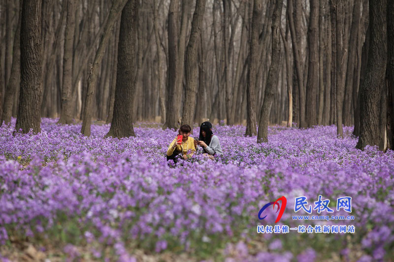 “網(wǎng)紅花?！币稳? title=