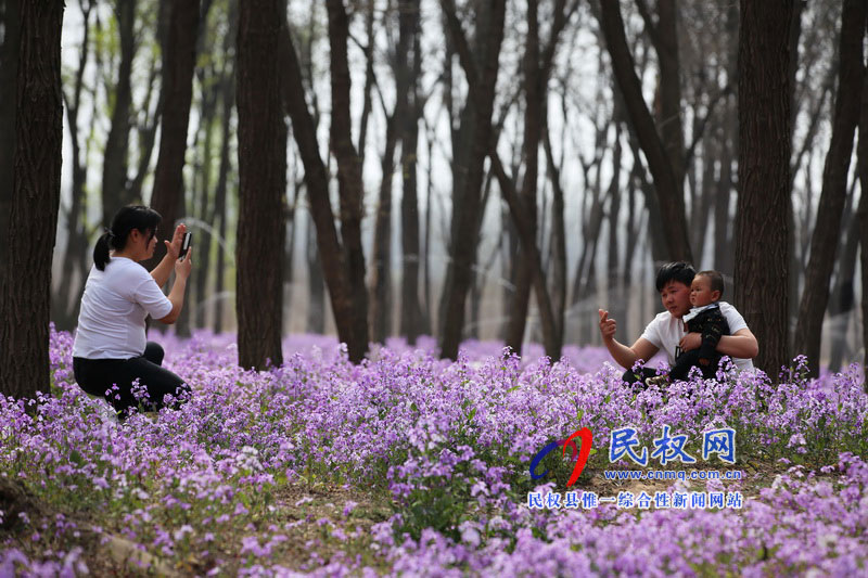 “網(wǎng)紅花?！币稳? title=