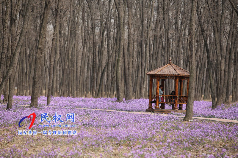 “網(wǎng)紅花?！币稳? title=