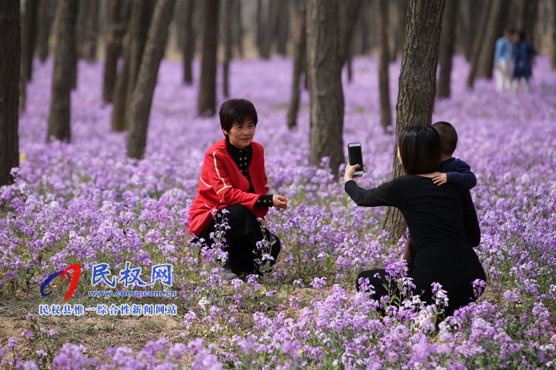 “網(wǎng)紅花?！币稳? title=