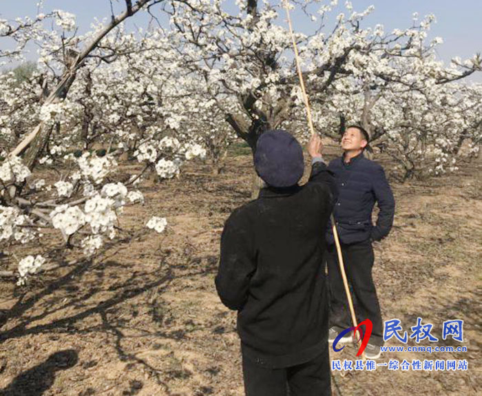 梨樹(shù)進(jìn)入盛花期園藝站指導(dǎo)果農(nóng)人工授粉忙