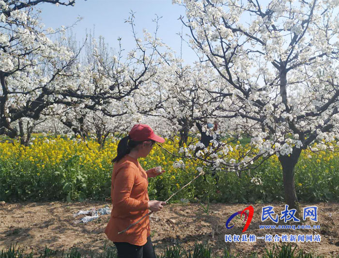 梨樹(shù)進(jìn)入盛花期園藝站指導(dǎo)果農(nóng)人工授粉忙