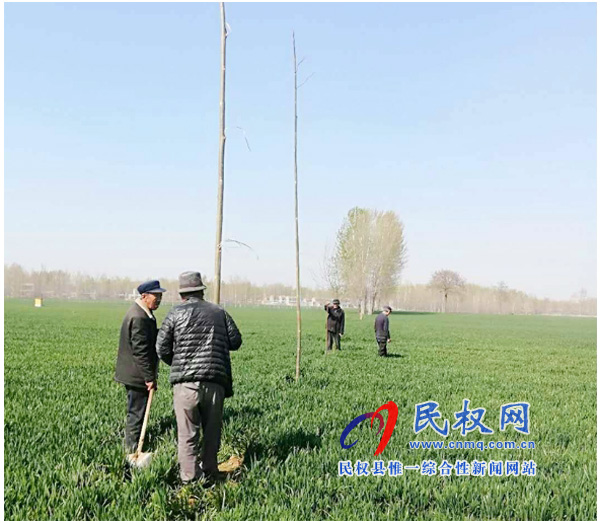 莊子鎮(zhèn):多措并舉強抓農田林網(wǎng)建設