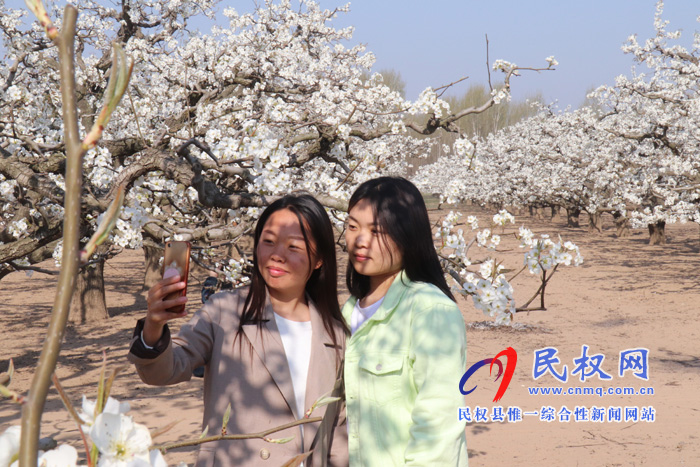 野崗鎮(zhèn):萬畝梨園花盛開 授粉踏春正當(dāng)時 野崗鎮(zhèn):萬畝梨園花盛開 授粉踏春正當(dāng)時