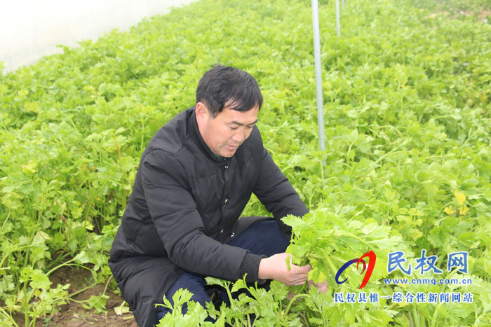 花園鄉(xiāng)四大舉措發(fā)展蔬菜大棚產業(yè) 花園鄉(xiāng)四大舉措發(fā)展蔬菜大棚產業(yè)