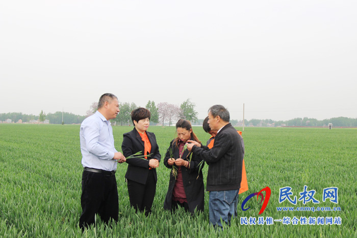 民權縣召開2019年小麥赤霉病統(tǒng)防統(tǒng)治現(xiàn)場會 民權縣召開2019年小麥赤霉病統(tǒng)防統(tǒng)治現(xiàn)場會