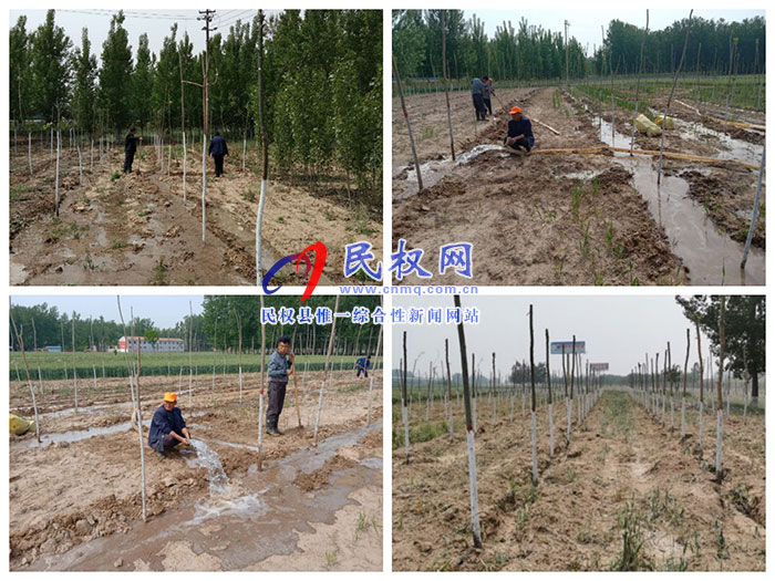 雙塔鎮(zhèn)加強(qiáng)新植苗木管護(hù)工作