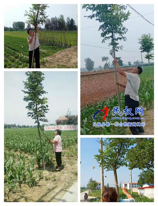 龍?zhí)伶?zhèn)：它們是幼苗，它們需要呵護(hù)！