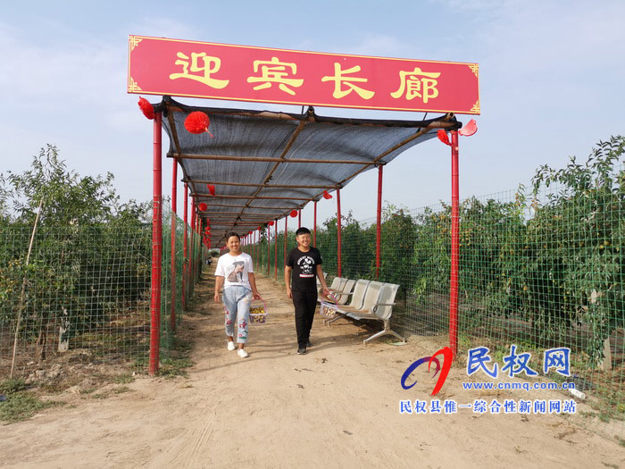 民權(quán):旭光冬棗農(nóng)家樂 采摘園里話豐收 民權(quán):旭光冬棗農(nóng)家樂 采摘園里話豐收