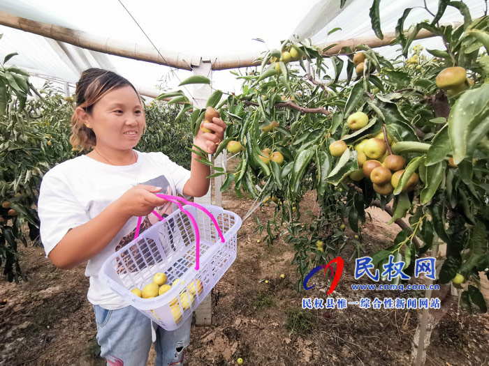 民權(quán):旭光冬棗農(nóng)家樂 采摘園里話豐收 民權(quán):旭光冬棗農(nóng)家樂 采摘園里話豐收