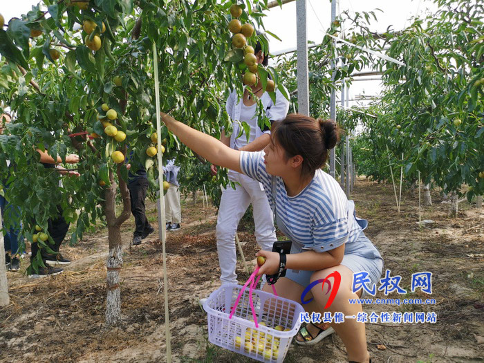 民權(quán):旭光冬棗農(nóng)家樂 采摘園里話豐收 民權(quán):旭光冬棗農(nóng)家樂 采摘園里話豐收