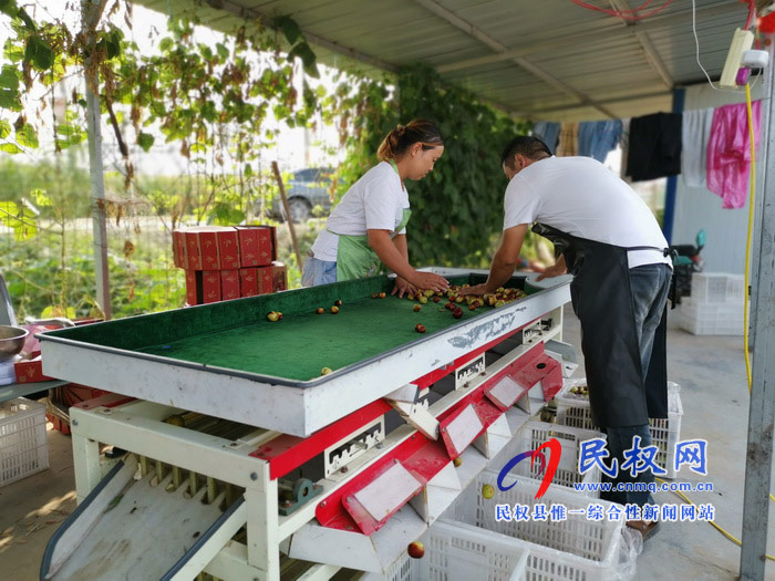 民權(quán):旭光冬棗農(nóng)家樂 采摘園里話豐收 民權(quán):旭光冬棗農(nóng)家樂 采摘園里話豐收