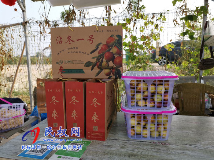 民權(quán):旭光冬棗農(nóng)家樂 采摘園里話豐收 民權(quán):旭光冬棗農(nóng)家樂 采摘園里話豐收