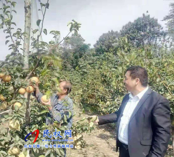 龍?zhí)伶?zhèn)：晚秋黃梨金燦燦，喜獲豐收笑開(kāi)顏