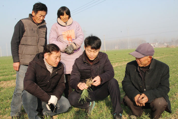 民權(quán)縣:麥田冬管時 農(nóng)技忙指導(dǎo) 民權(quán)縣:麥田冬管時 農(nóng)技忙指導(dǎo)