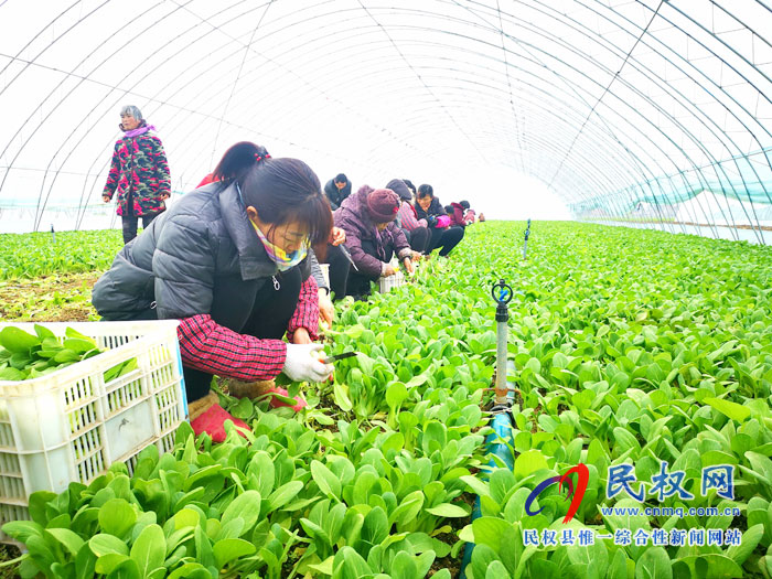 大棚蔬菜喜豐收 群眾“錢(qián)包”鼓起來(lái)