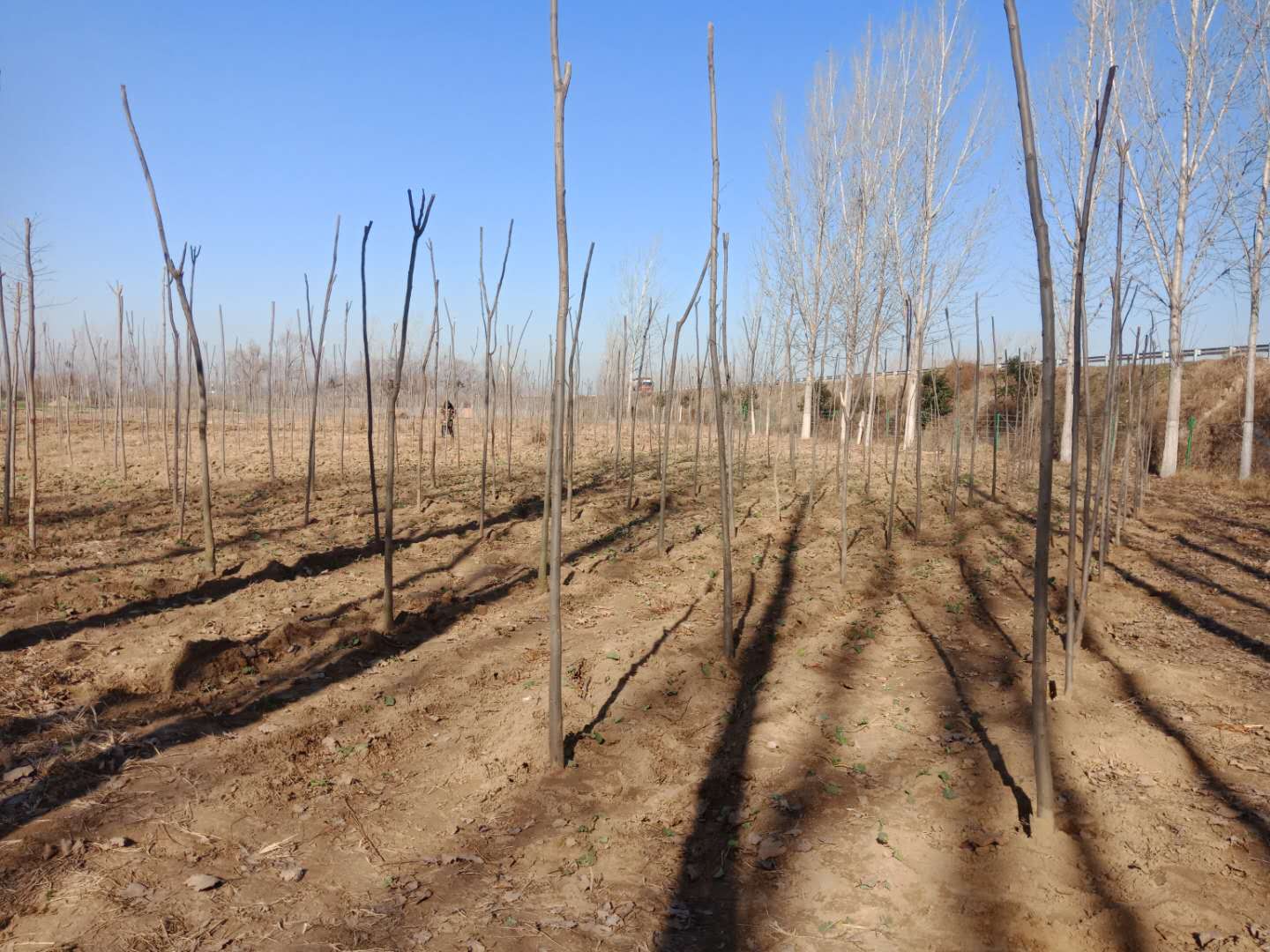 野崗鎮(zhèn)：趁墑情高速沿線植樹  防疫情持續(xù)加緊腳步