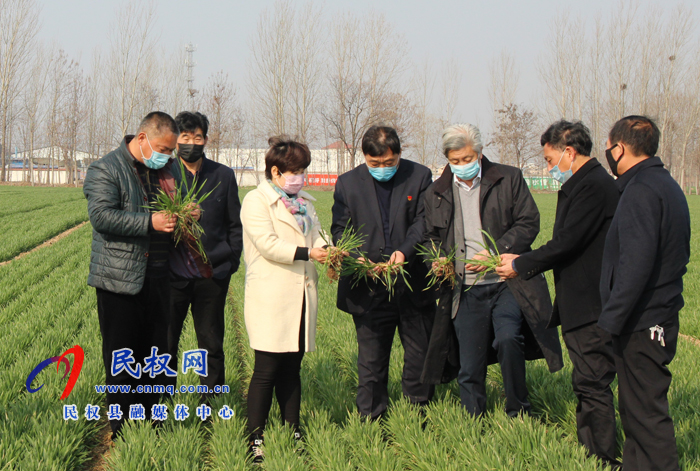 全國(guó)人大常委會(huì)委員許為鋼博士親臨民權(quán)指導(dǎo)優(yōu)質(zhì)小麥春季管理 全國(guó)人大常委會(huì)委員許為鋼博士親臨民權(quán)指導(dǎo)優(yōu)質(zhì)小麥春季管理
