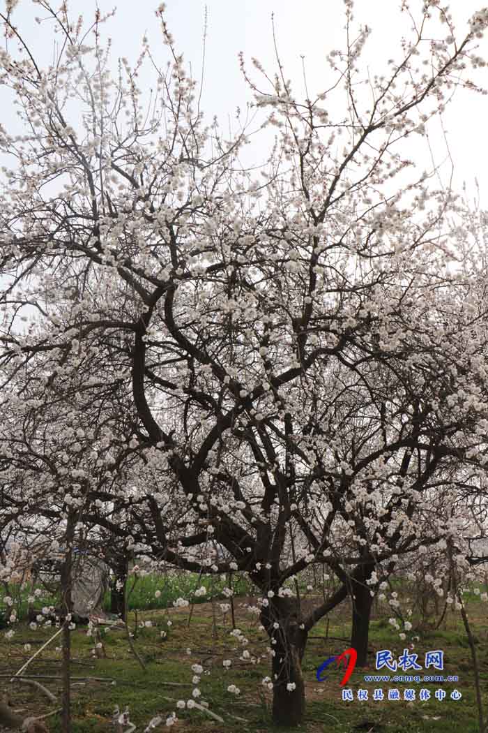 伯黨鄉(xiāng)：老家的甜酸杏樹(shù)開(kāi)花了