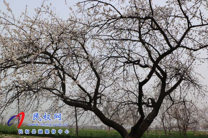 伯黨鄉(xiāng)：老家的甜酸杏樹(shù)開(kāi)花了