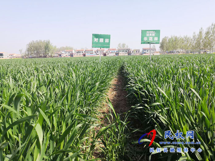 豫東大區(qū)沃夫特控釋肥減肥增效現(xiàn)場觀摩會在民權縣林七鄉(xiāng)前元子村舉辦 豫東大區(qū)沃夫特控釋肥減肥增效現(xiàn)場觀摩會在民權縣林七鄉(xiāng)前元子村舉辦