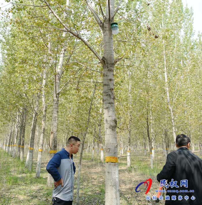 縣林業(yè)發(fā)展服務(wù)中心切實做好美國白蛾監(jiān)測防控工作 縣林業(yè)發(fā)展服務(wù)中心切實做好美國白蛾監(jiān)測防控工作