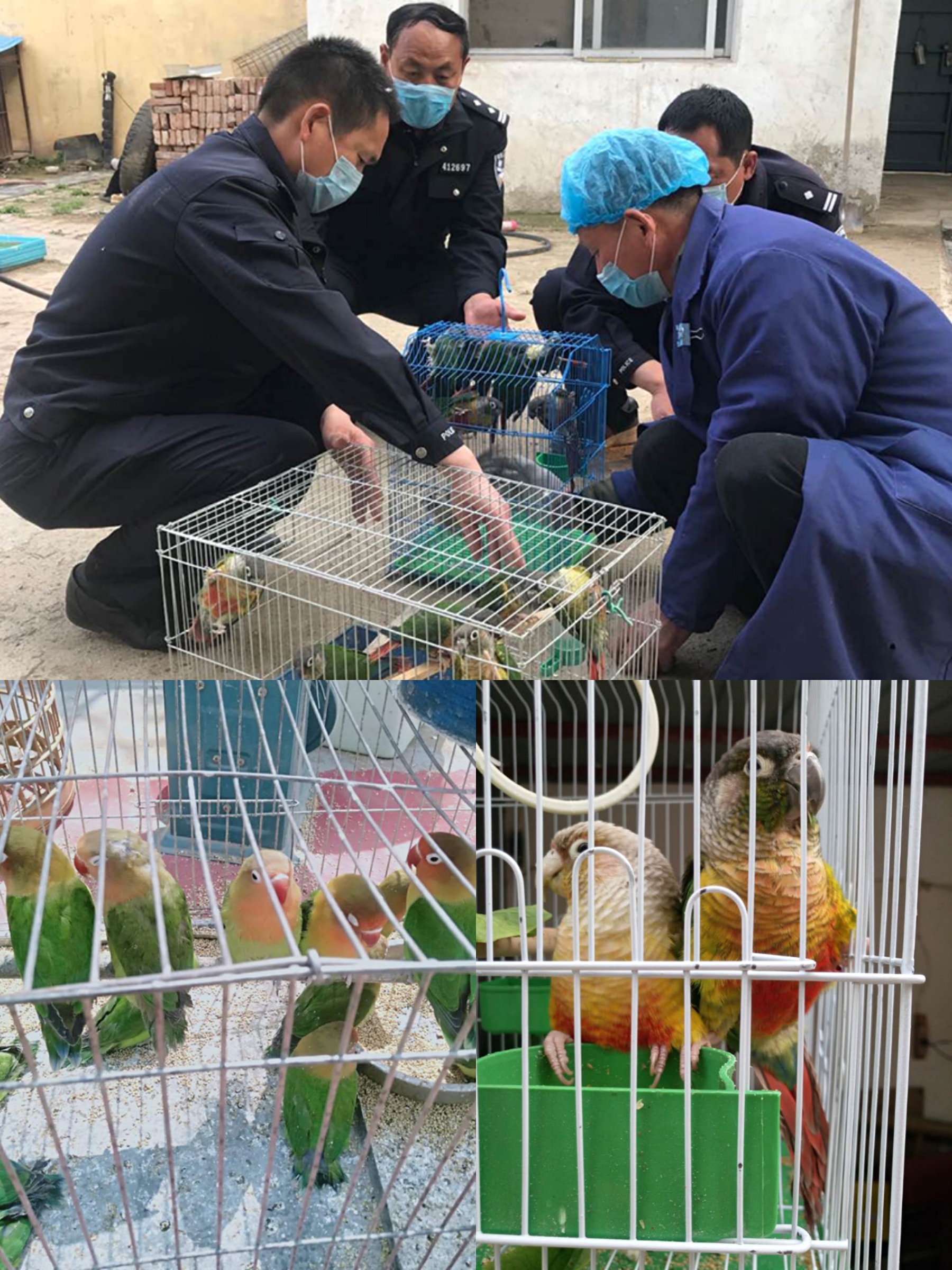 民權縣森林公安破獲兩起破壞野生動物資源案件 民權縣森林公安破獲兩起破壞野生動物資源案件