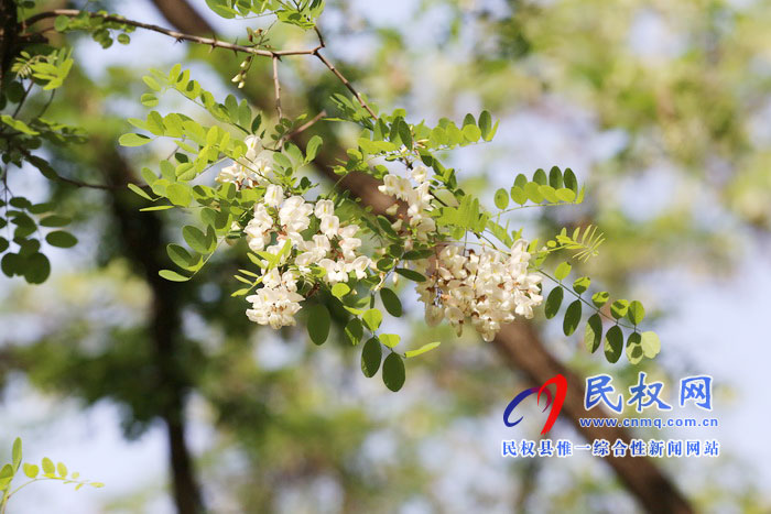 河南民權(quán):又是槐花飄香時(shí) 河南民權(quán):又是槐花飄香時(shí)