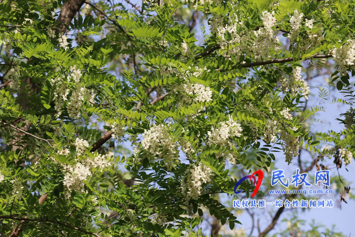 河南民權(quán):又是槐花飄香時(shí) 河南民權(quán):又是槐花飄香時(shí)