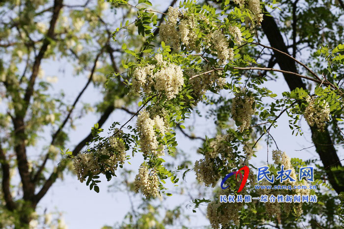 河南民權(quán):又是槐花飄香時(shí) 河南民權(quán):又是槐花飄香時(shí)