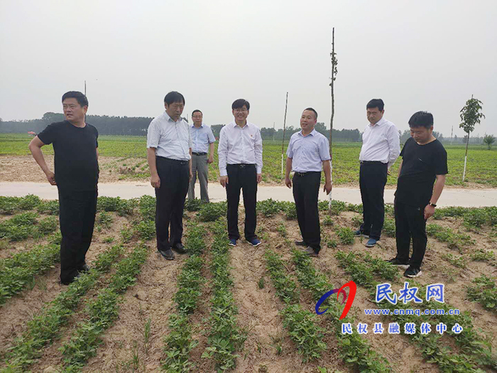 省農(nóng)業(yè)農(nóng)村廳黨組成員、總農(nóng)藝師王俊忠到我縣調(diào)研花生生產(chǎn)情況