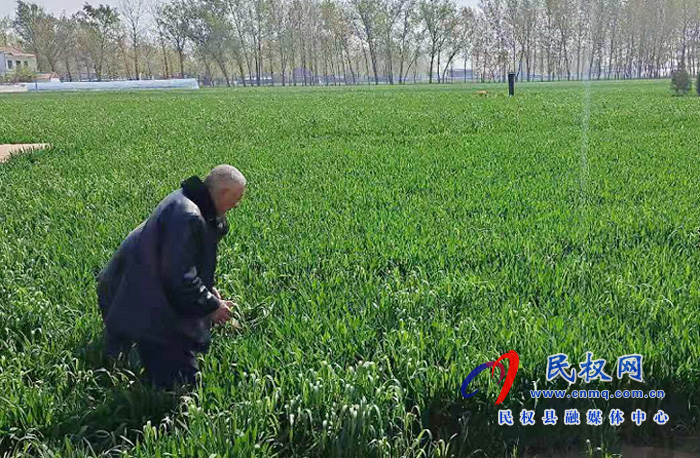 老顏集鄉(xiāng)堅決打好小麥條銹病赤霉病防治殲滅戰(zhàn) 老顏集鄉(xiāng)堅決打好小麥條銹病赤霉病防治殲滅戰(zhàn)