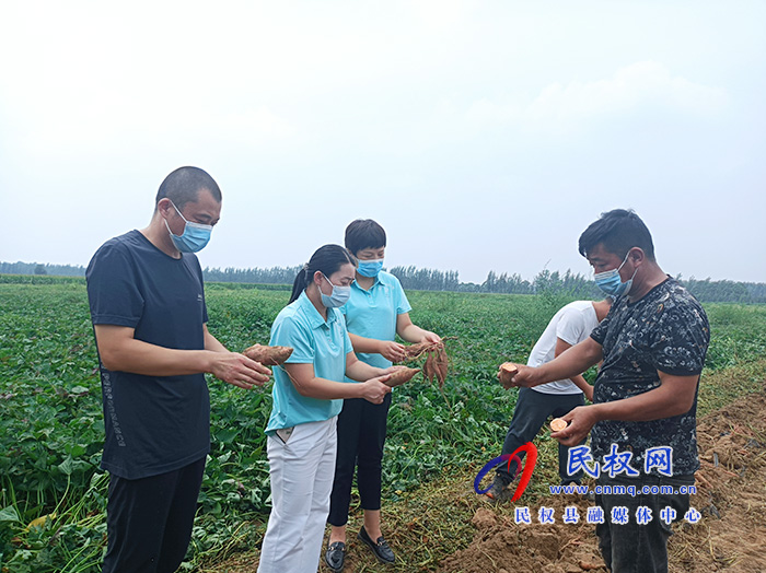 民權:紅薯滯銷菜農愁?愛心企業(yè)來解憂 民權:紅薯滯銷菜農愁?愛心企業(yè)來解憂