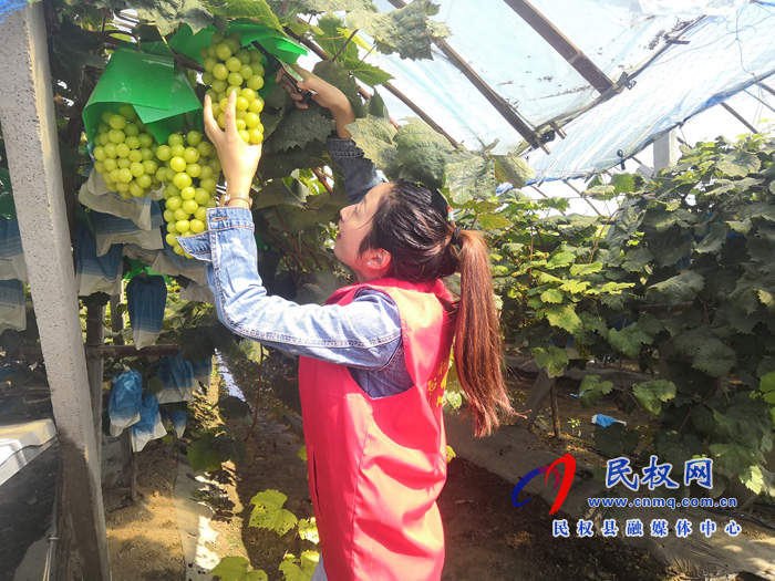 胡集鄉(xiāng)財政所：活躍田間服務(wù)“三秋”