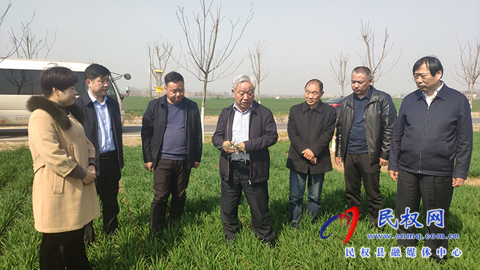 省農(nóng)業(yè)農(nóng)村廳黨組成員、副廳長王俊忠到民調(diào)研春季麥田管理工作