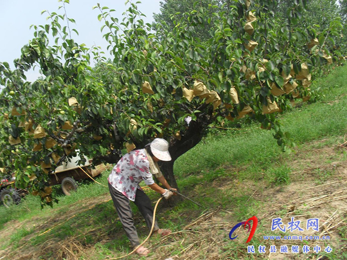 園藝站：重視果園夏管，組織技術(shù)人員進(jìn)園入戶進(jìn)行指導(dǎo)