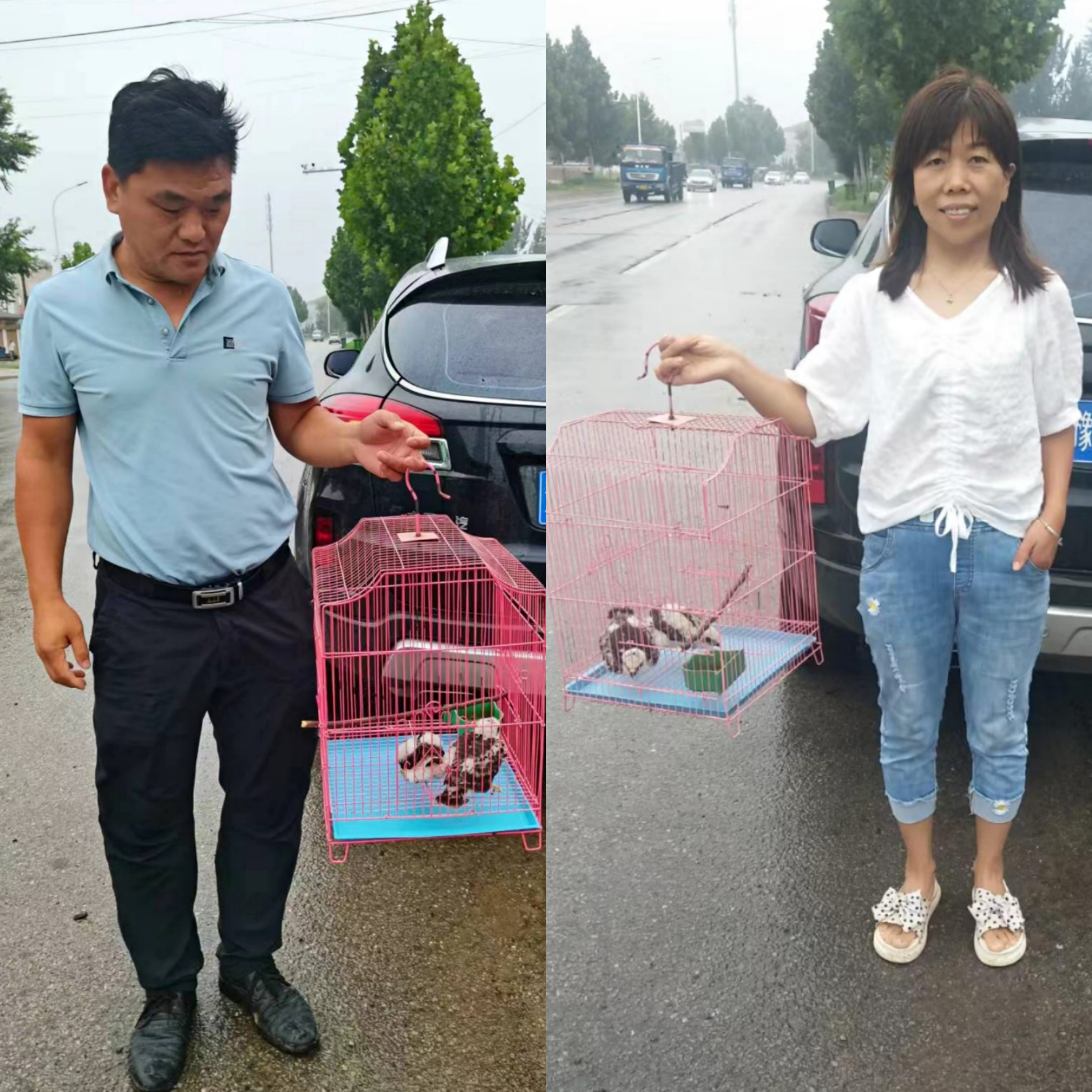 民權(quán)縣林業(yè)發(fā)展服務(wù)中心積極救助 野生動物