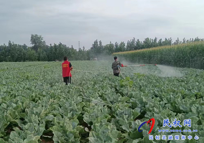 民權縣褚廟鄉(xiāng):疫情防控與農(nóng)業(yè)生產(chǎn)“兩不誤、雙促進”