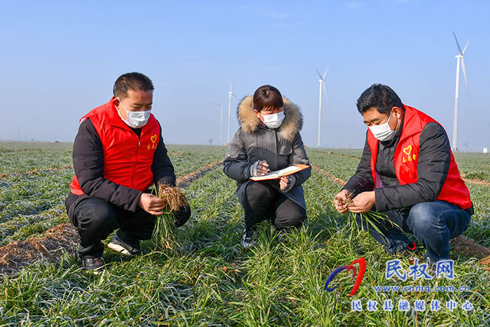 民權縣人和鎮(zhèn)：加強冬季麥田管理，確保小麥安全越冬