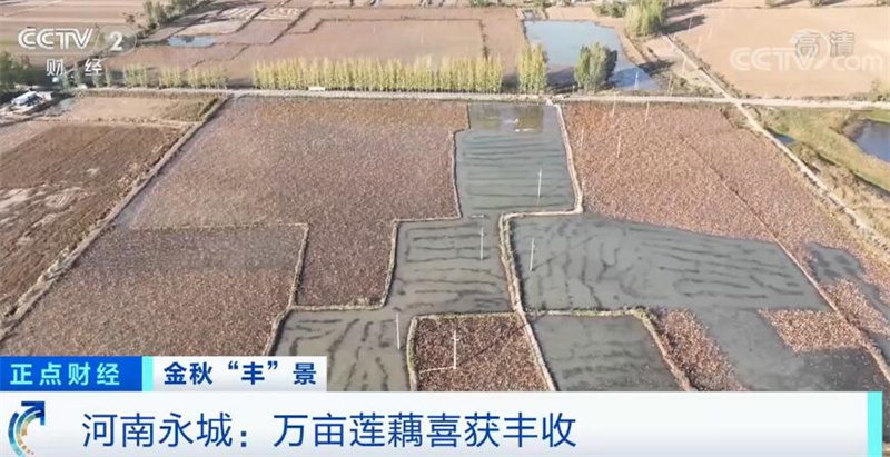 央媒觀豫| 采煤沉陷區(qū)迎來新生機 河南永城萬畝蓮藕喜獲豐收