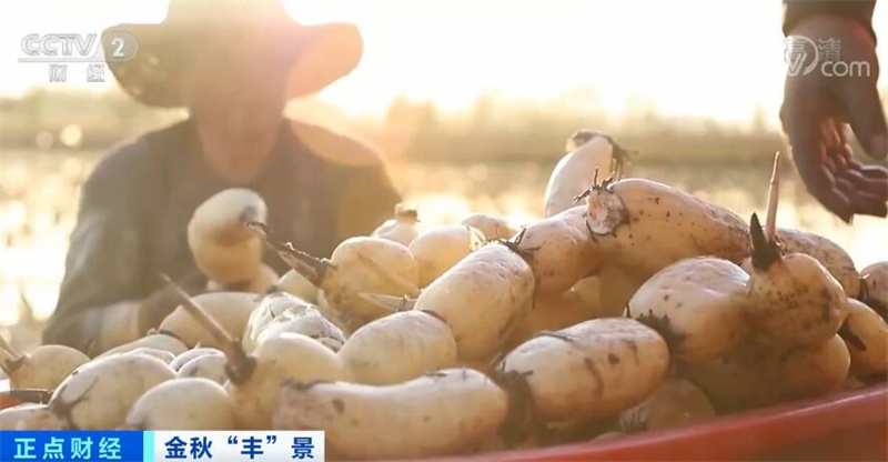 央媒觀豫| 采煤沉陷區(qū)迎來新生機 河南永城萬畝蓮藕喜獲豐收