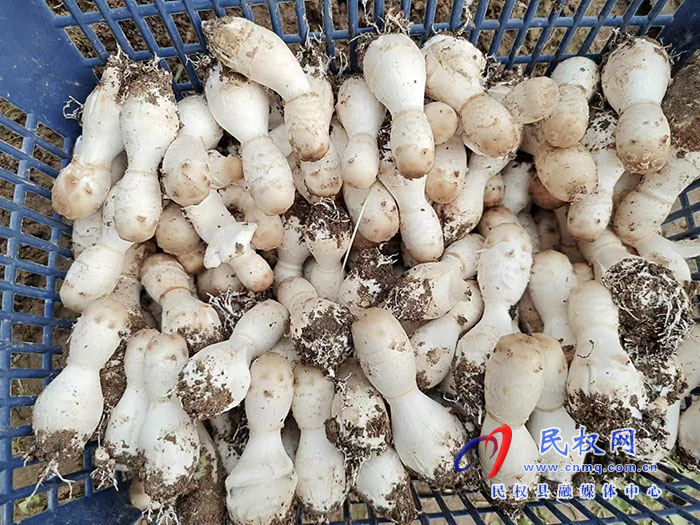 小菌菇 大能量——林下種植菌菇，助推鄉(xiāng)村振興