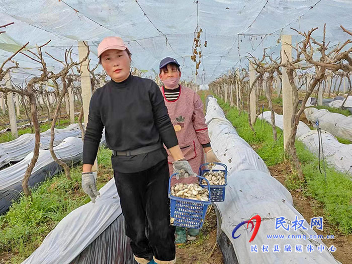小菌菇 大能量——林下種植菌菇，助推鄉(xiāng)村振興