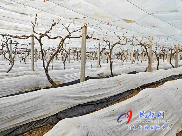 小菌菇 大能量——林下種植菌菇，助推鄉(xiāng)村振興