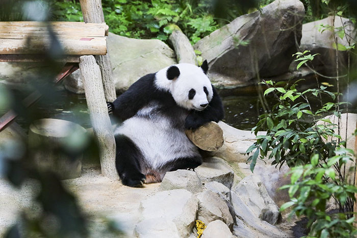 學(xué)習(xí)進(jìn)行時(shí)丨讓中馬友誼之船再添動(dòng)力、行穩(wěn)致遠(yuǎn)